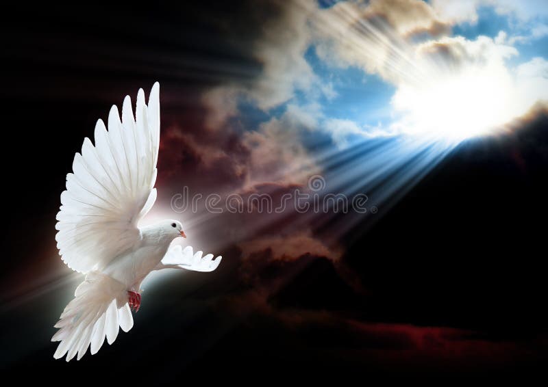 Download White dove in flight stock image. Image of nature, outside - 13084461