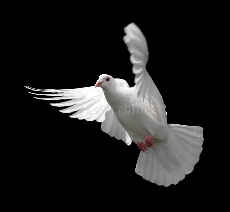 93,623 Dove Stock Photos - Free & Royalty-Free Stock Photos from Dreamstime 93,623 Dove Stock Photos - Free & Royalty-Free Stock Photos from Dreamstime