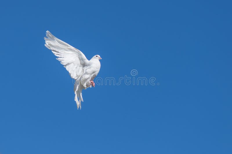 White dove stock image. Image of hope, tail, spirit, freedom 41082277