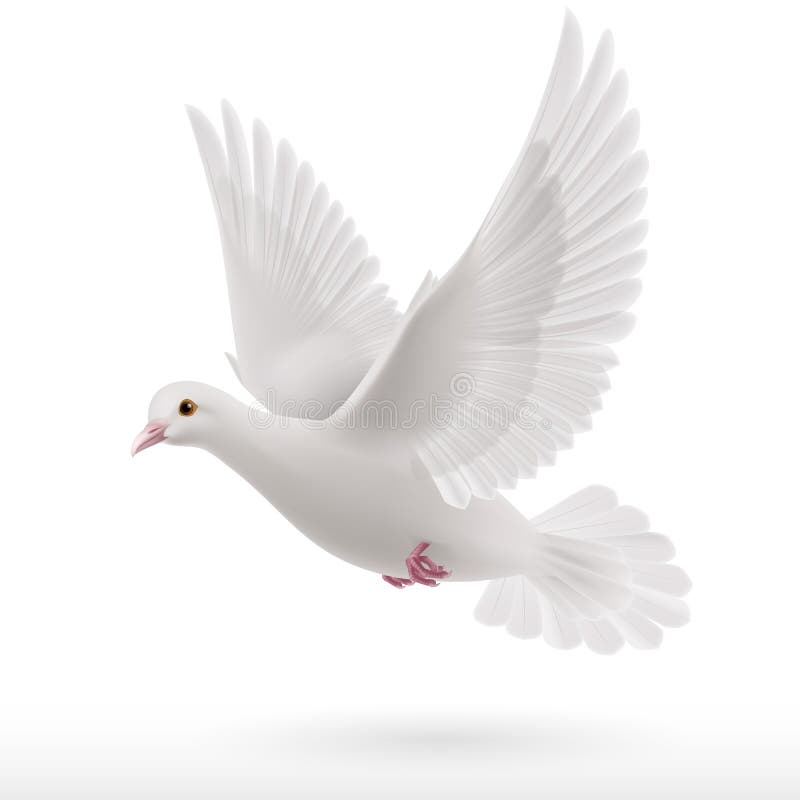 White dove vector illustration