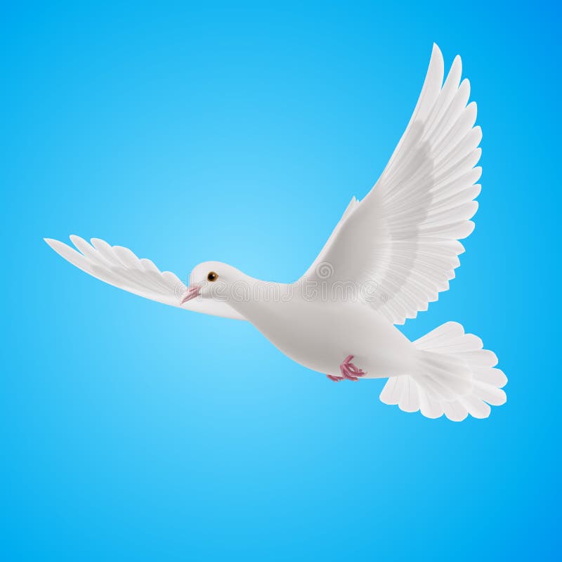 White dove vector illustration