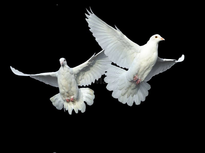White dove in free flight royalty free stock photography White dove in free flight royalty free stock photography