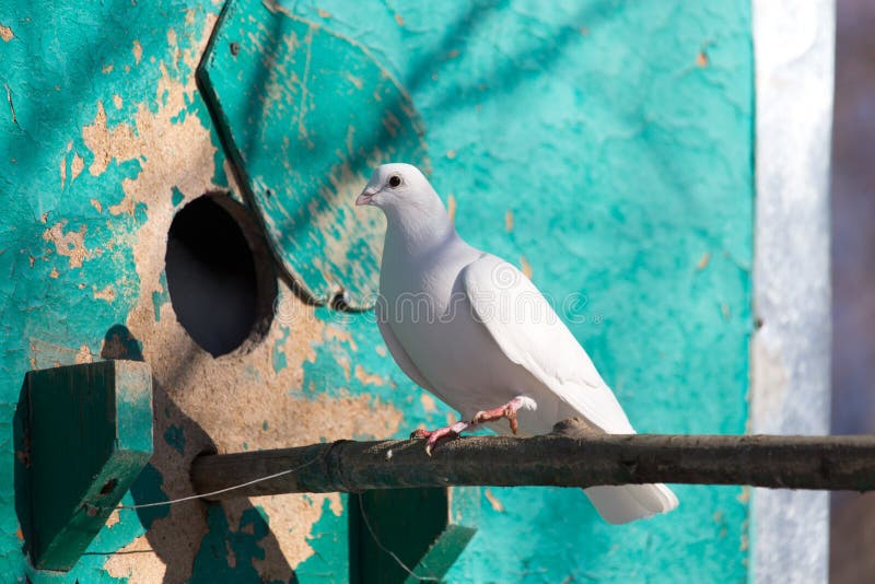White dove in nature stock photo. Image of wildlife 105984238