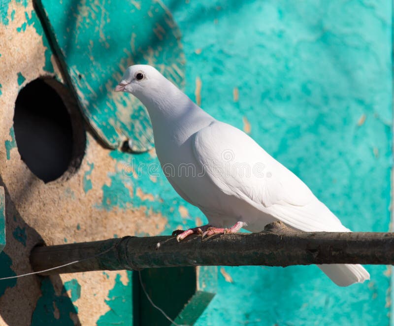 White dove in nature stock image. Image of skies, outdoor 106071419