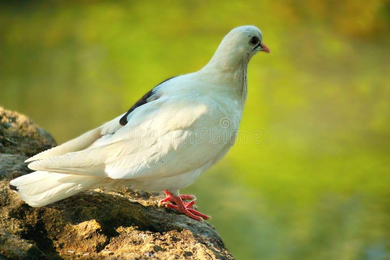 White Dove near the water stock photos