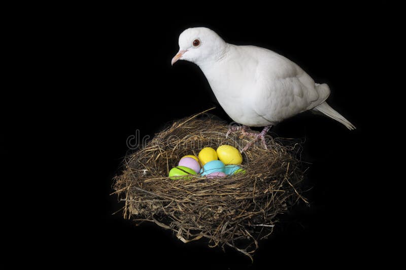 1,405 White Dove Nest Stock Photos Free & RoyaltyFree Stock Photos