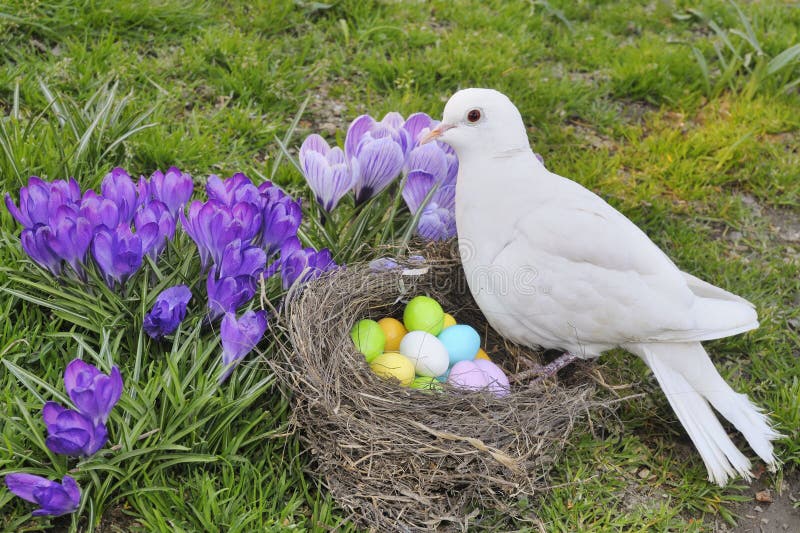 Easter dove stock photo. Image of color, flowerbed, dove - 29940340