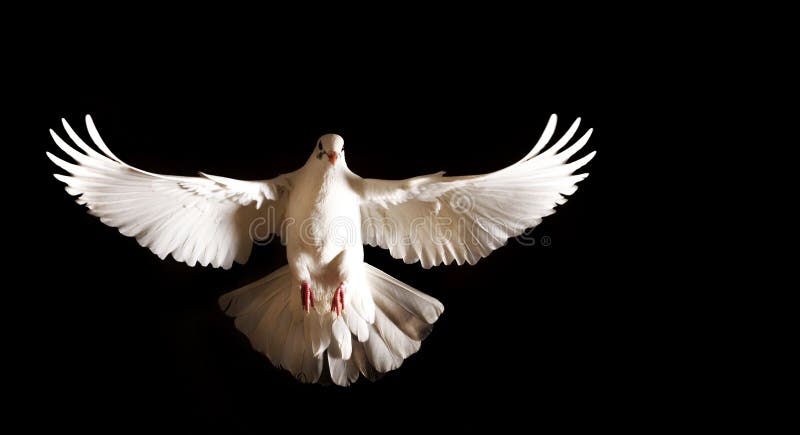 Bílá holubice s otevřenou křídla letí na černém pozadí, poštovní holubice, symbol míru, izolovaných objektů.