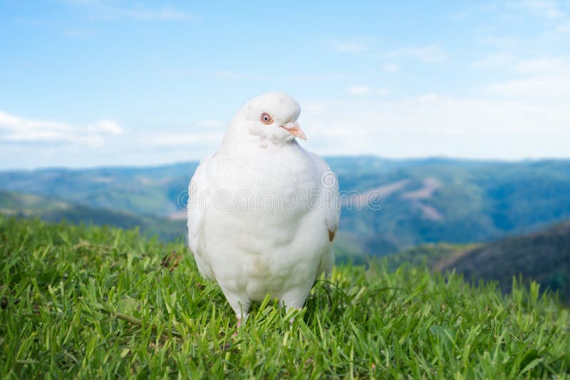 White dove or pigeon