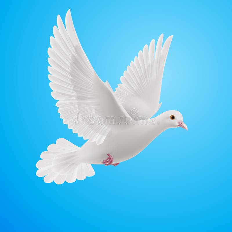 White dove royalty free illustration