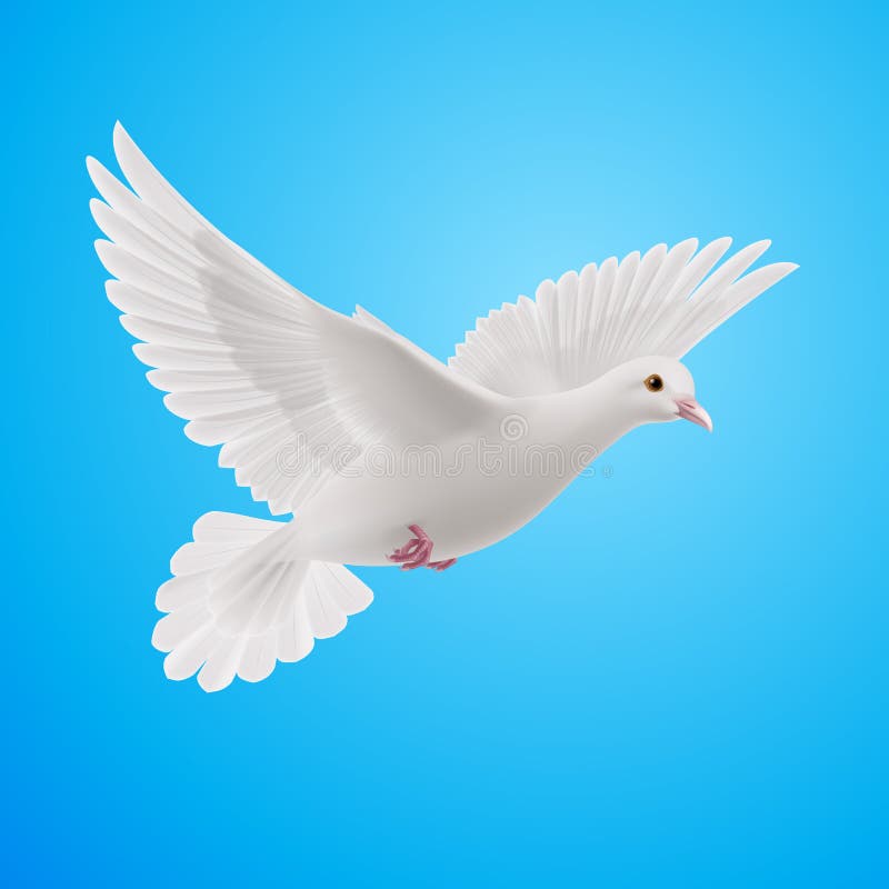 White dove vector illustration