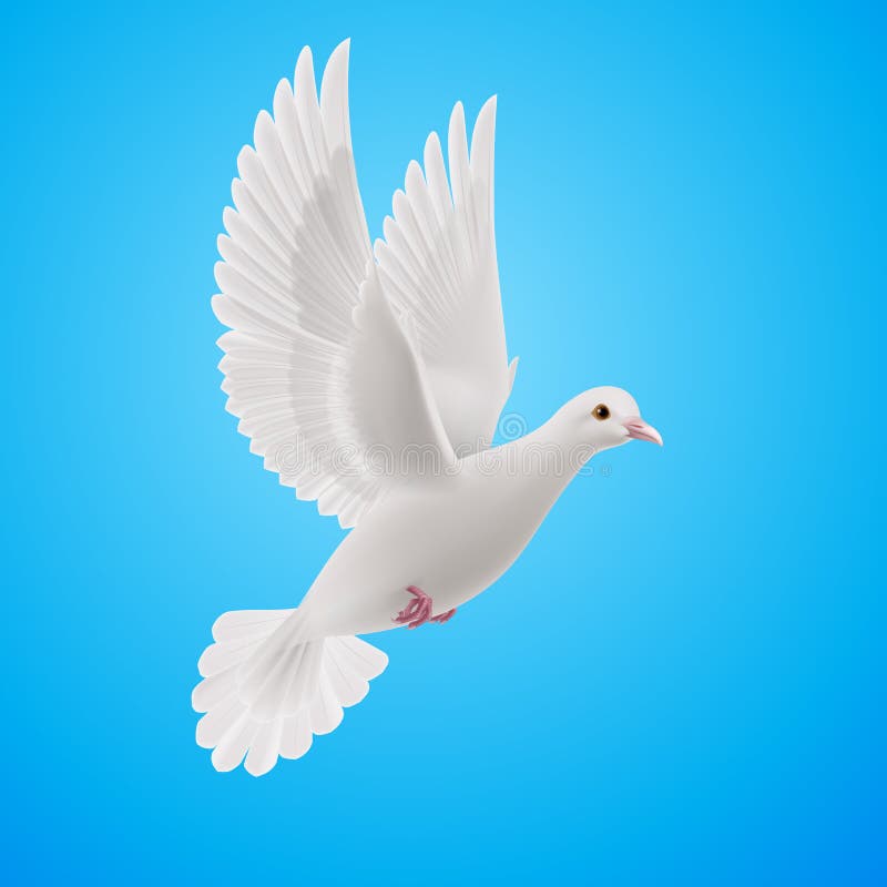 White dove royalty free illustration