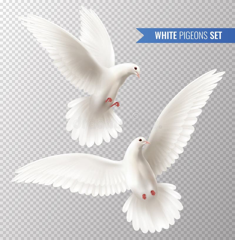 Bílý holubice průhledný sada mír symboly realistický vektor ilustrace.