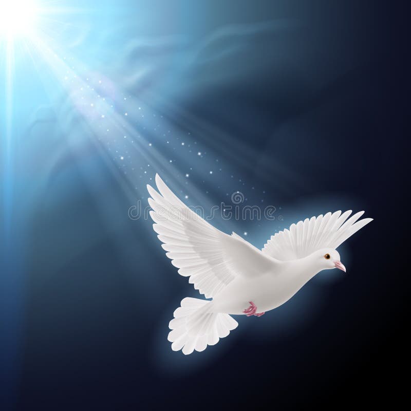 White dove in sunlight vector illustration