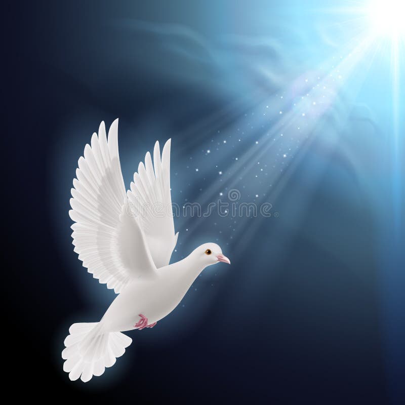 White dove in sunlight royalty free illustration