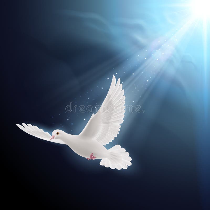 White dove in sunlight stock illustration
