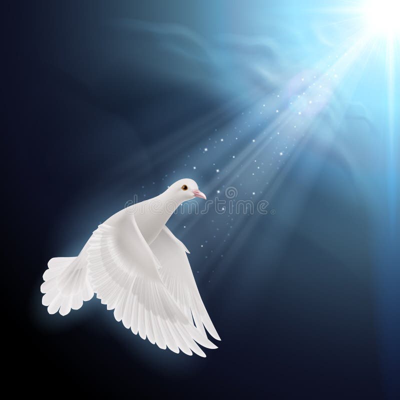 White dove in sunlight stock illustration
