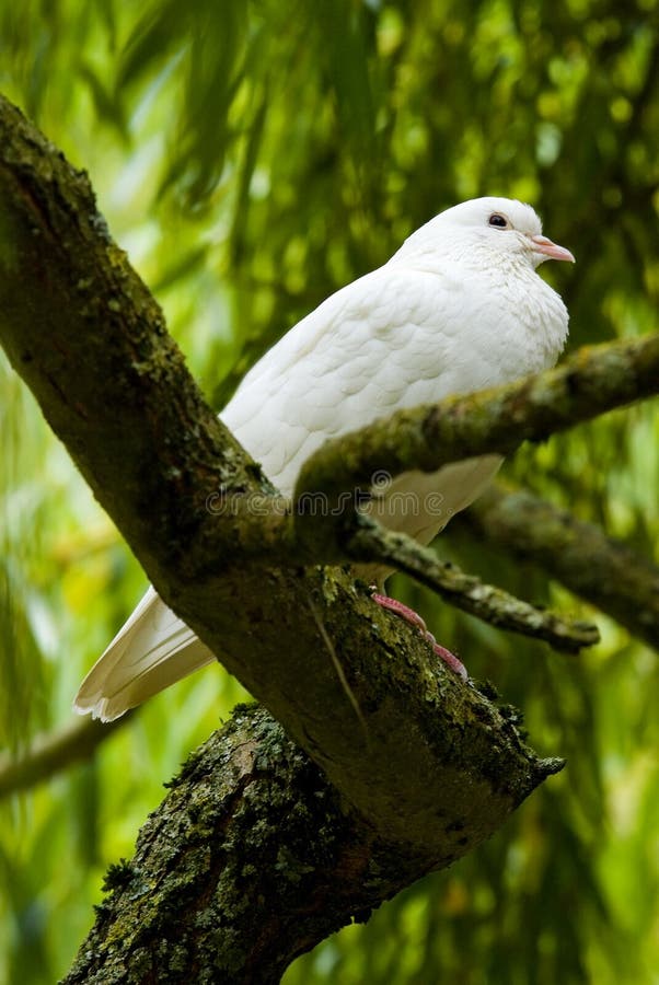 White dove in a tree