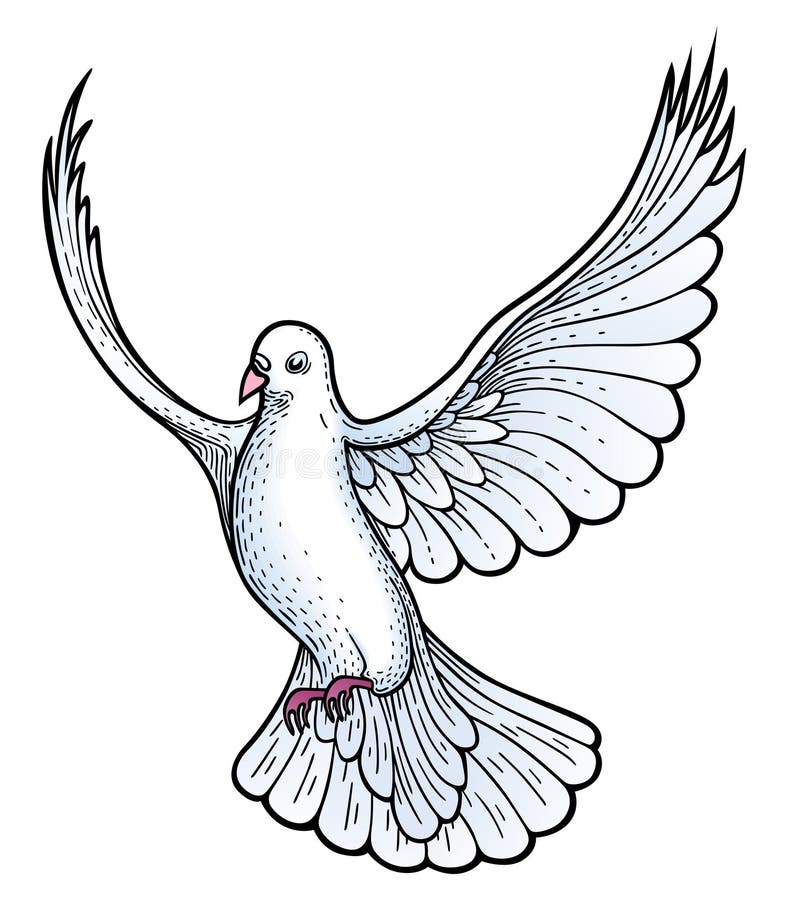 White dove vector royalty free illustration