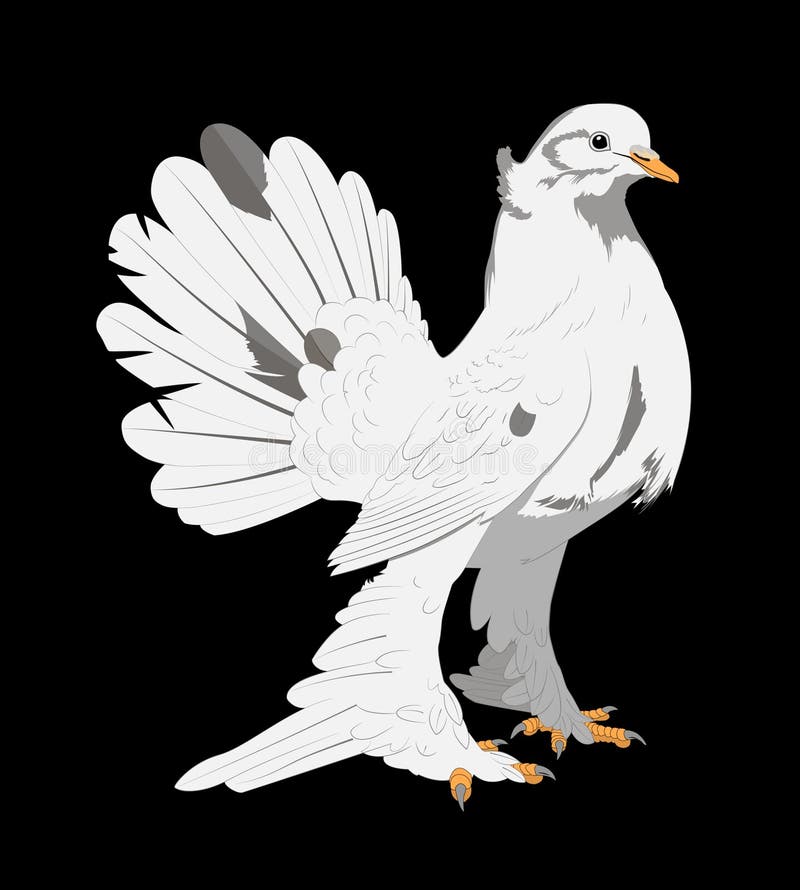 Download White Dove Stock Vector - Image: 63515325
