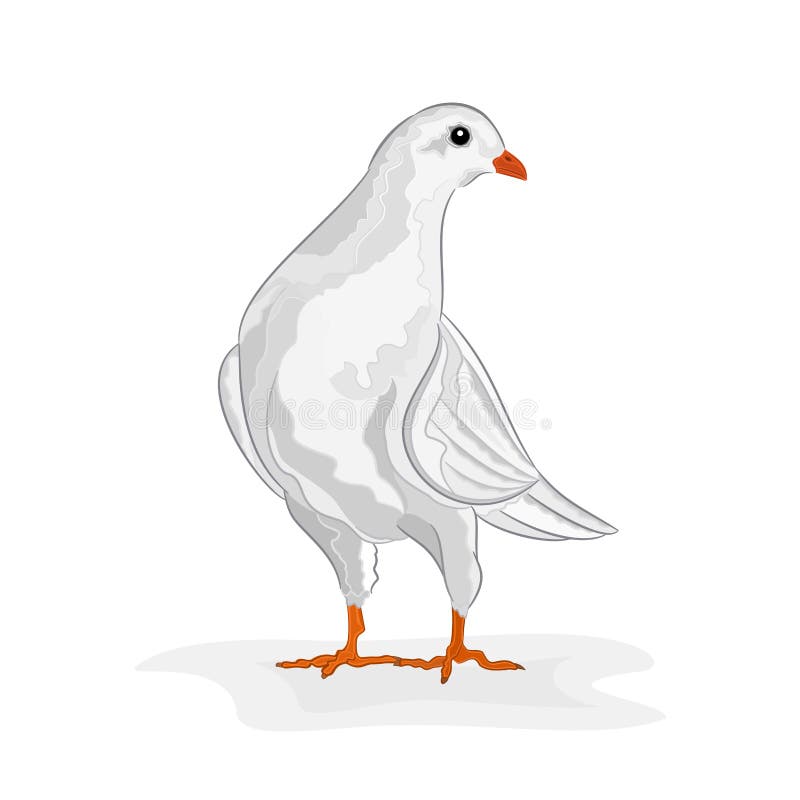 White dove stock vector. Illustration of flight, extended - 33523541