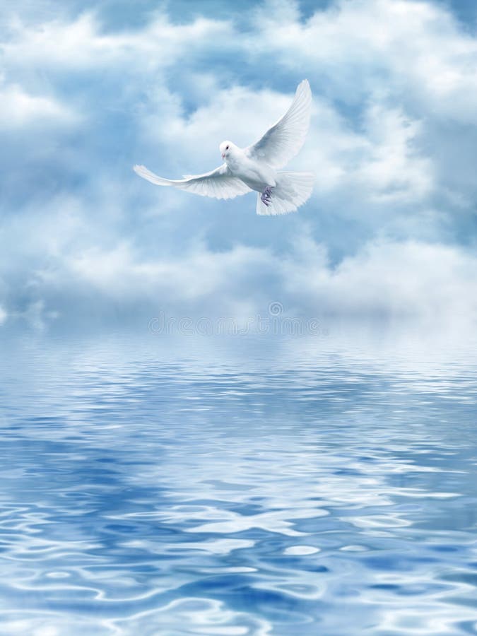 White Dove of the water vector illustration