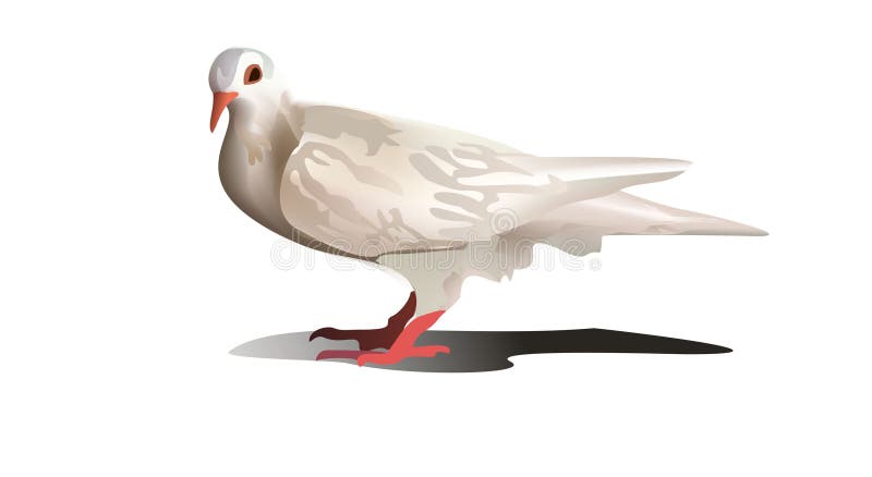 Flying White Pigeon Isolated on Blue Background Vector Illustration