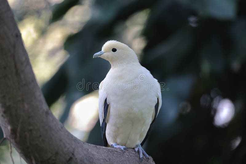 The White Doves with Olive Branch, White Pigeon Stock Image Image of