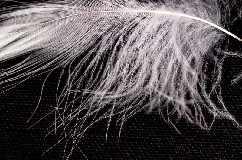 White Down Feather on Black Background, Close Up, Macro Stock Photo