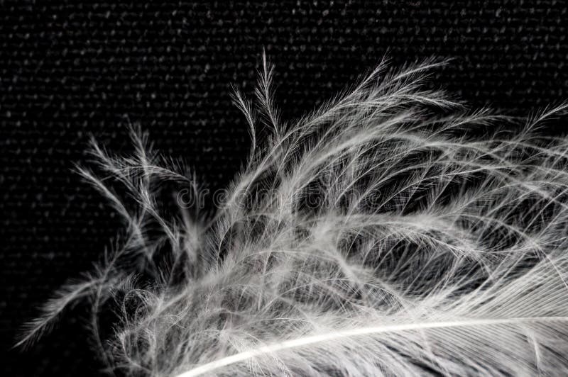 White Down Feather on Black Background, Close Up, Macro Stock Photo