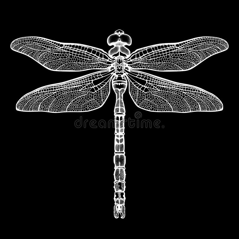 Dragonfly Tattoo Stock Illustrations  2675 Dragonfly Tattoo Stock  Illustrations Vectors  Clipart  Dreamstime