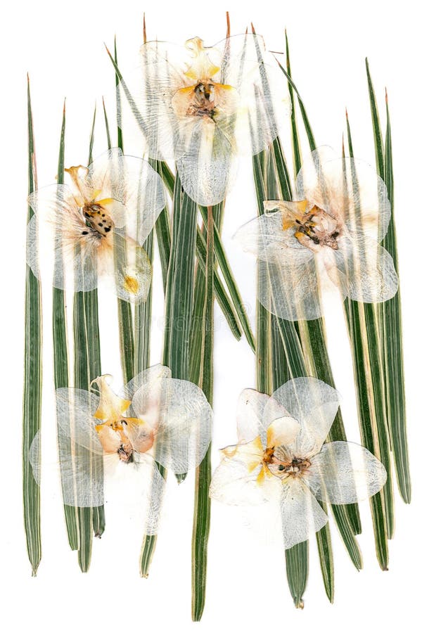 White Dry Orchid Flowers on Multicolor Pressed Decorative Green Stock