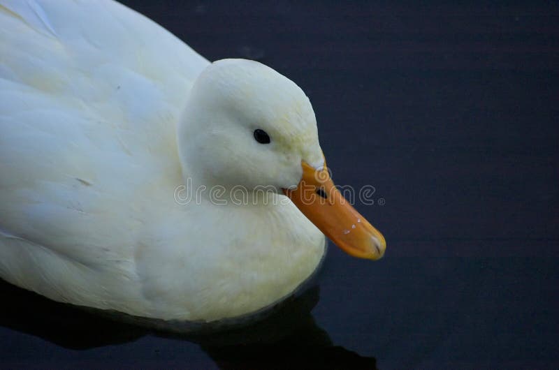 White duck