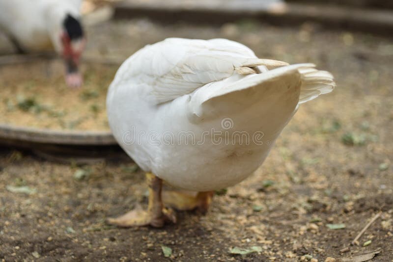 white duck feathers