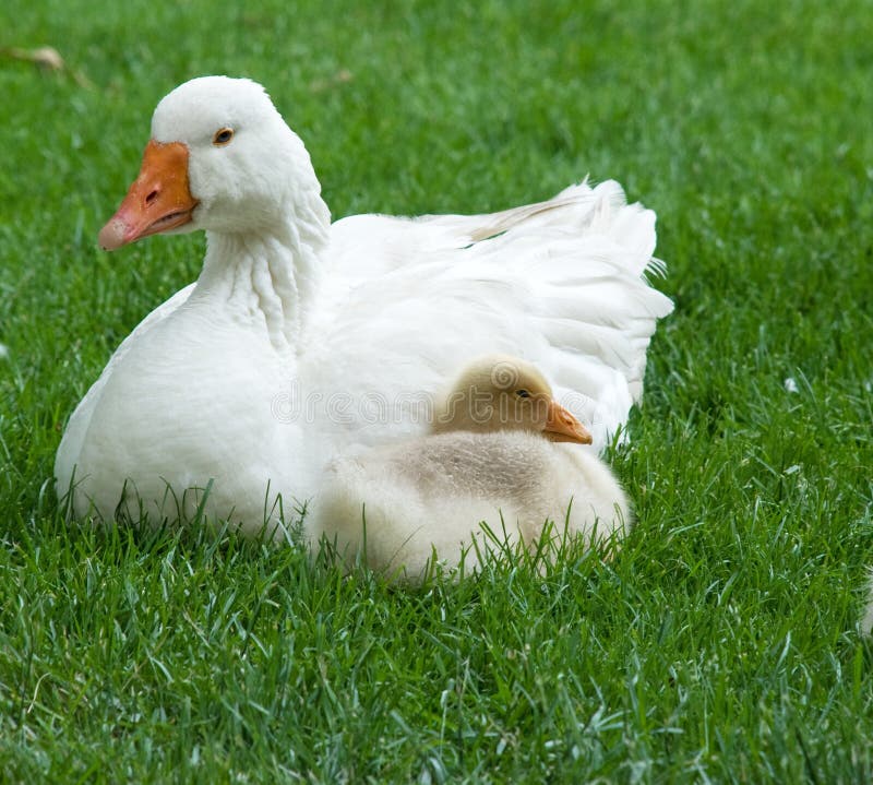 White duck and duckling royalty free stock image