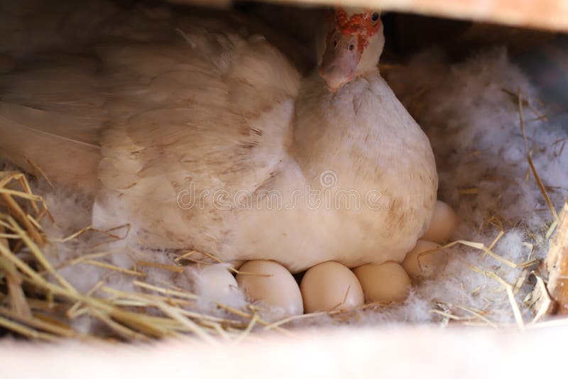 A White Duck is Laying Eggs on Hay Nest with Selective Focus Stock Image Image of focus