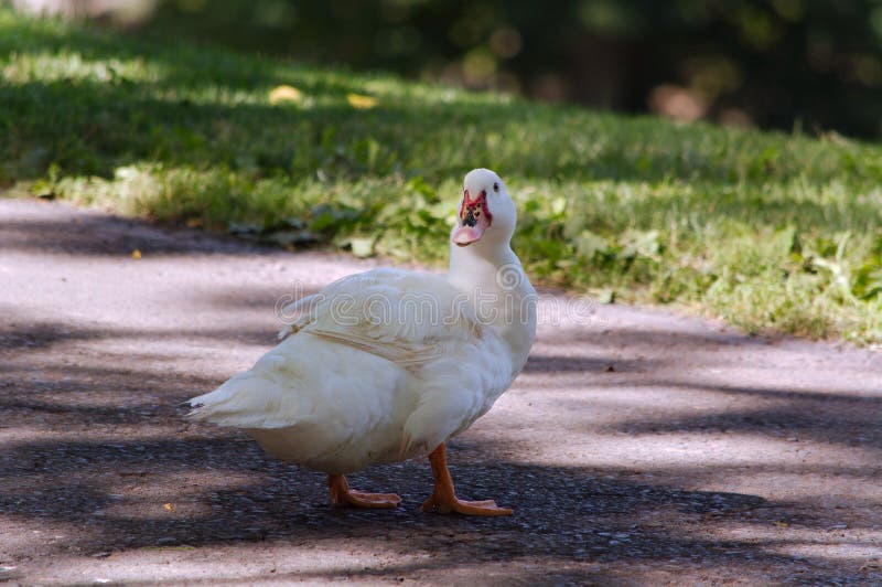 White Duck stock image. Image of feathers, water, nature - 56908253
