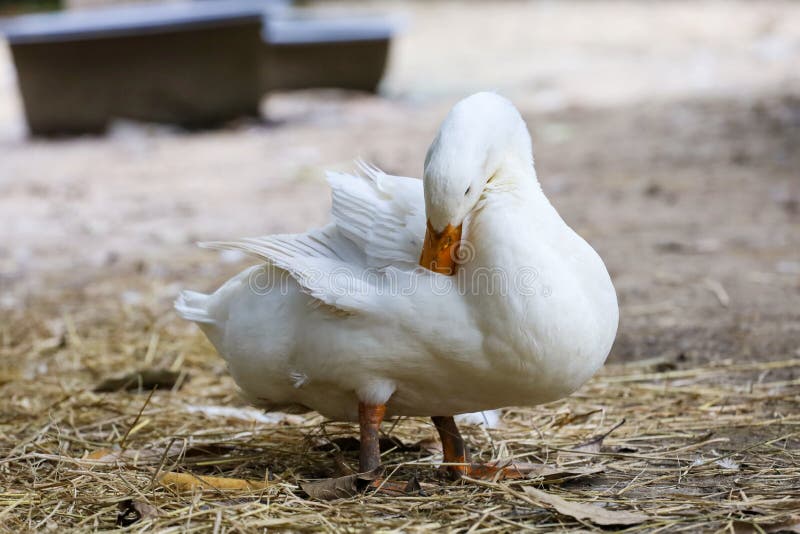 The White Duck is Stay in Garden Stock Image Image of domesticated