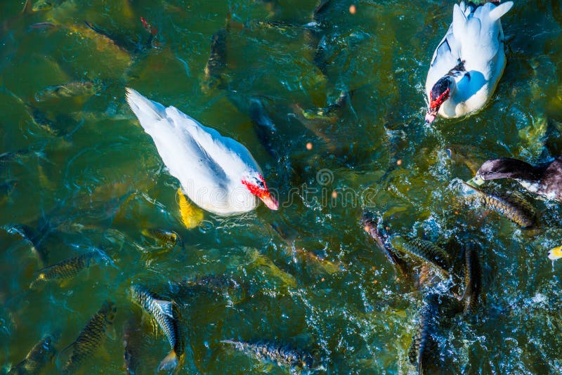 White Duck On Water With Group Of Fish Stock Photo Image