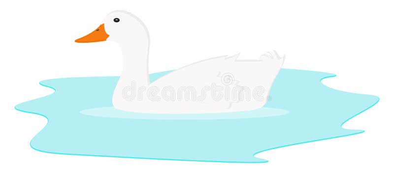 White duck in the water, illustration, vector royalty free illustration
