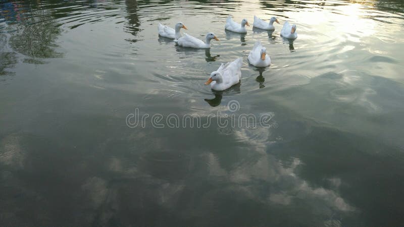 White ducks in a lake.