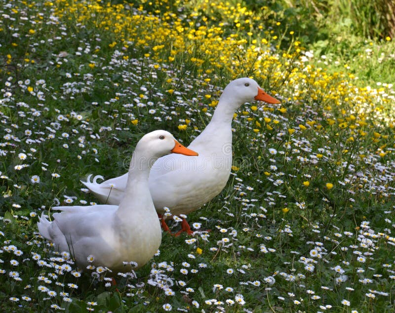 White ducks in springtime