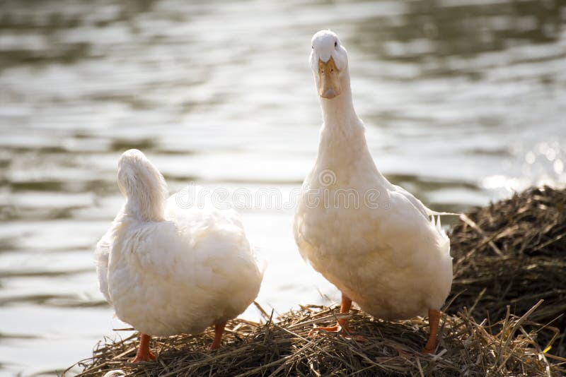 White ducks stand next to a pond or lake with bokeh background