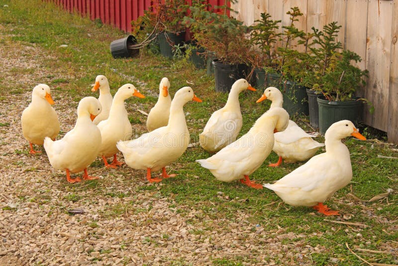 Ten white ducks waddling