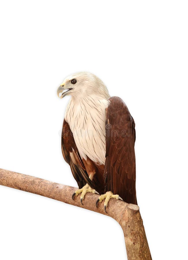 White eagle stock image. Image of shot, animal, plumage 34438707