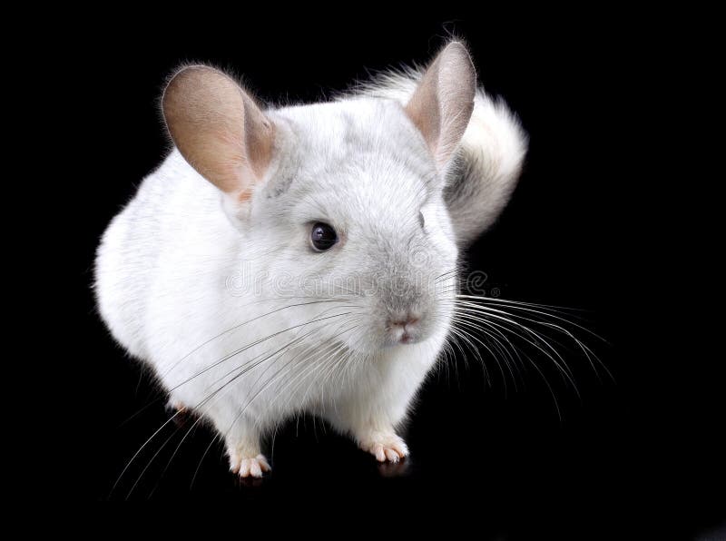Chinchilla stock photo. Image of chinchillas, hair, softness 6811200