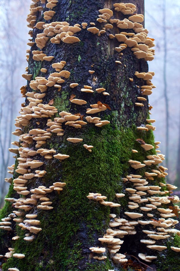Edible White Mushrooms on Tree Bark Stock Image Image of fungus, fungi 133152289