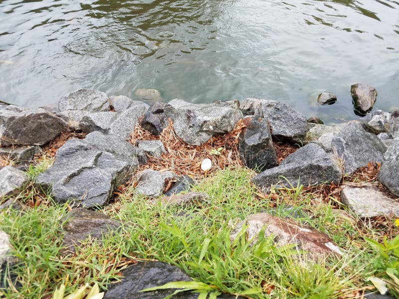White Egg on Shore of Lake with Rocks Stock Photo Image of nesting