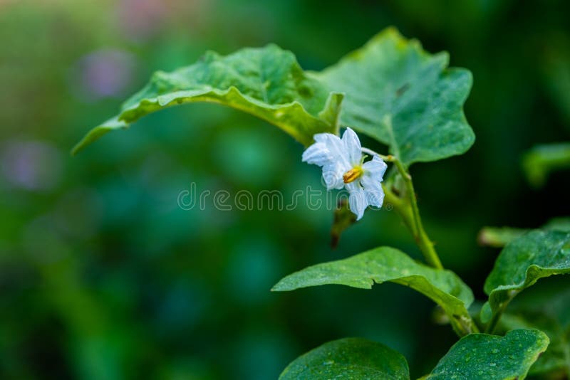 The White eggplant, eggplant, aubergine, guinea squash flower. White eggplant, eggplant, aubergine, guinea squash flower royalty free stock images The White eggplant, eggplant, aubergine, guinea squash flower. White eggplant, eggplant, aubergine, guinea squash flower royalty free stock images