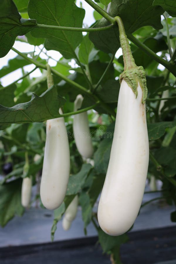 White Eggplant Growing in Field Plant. Stock Image Image of farm